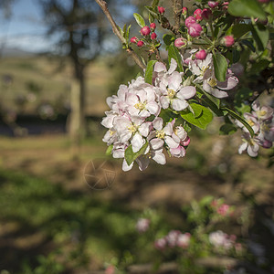春天棵梨树的枝条上开着粉红色白色的新花背景图片