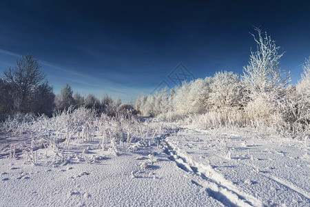 白俄罗斯晴朗寒冷的冬天阳光明媚的冬天图片