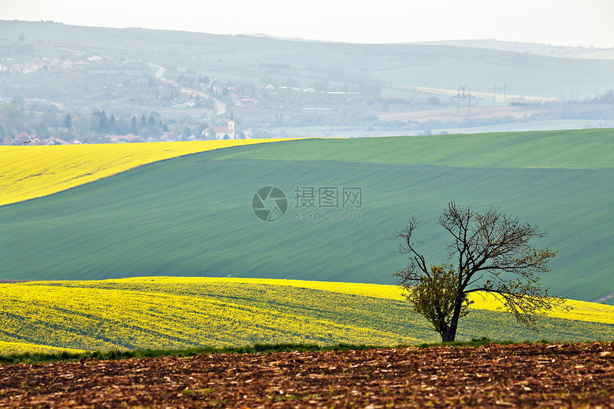山上的孤树莫拉维亚的绿色黄色春田图片