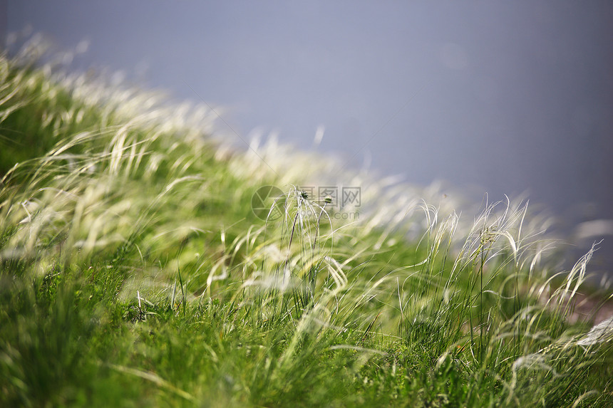 河边的特写草地春天可能图片