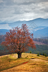 喀尔巴阡秋山上的孤树多云的秋天场景图片