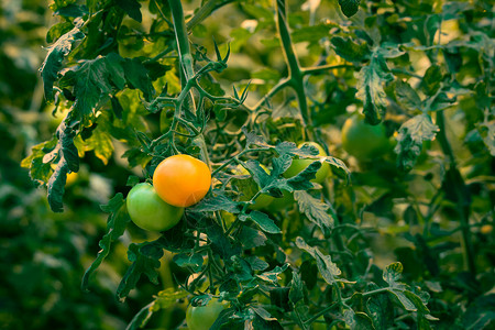 番茄植物与新鲜番茄橙色绿色图片
