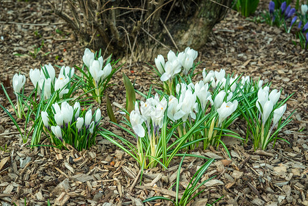 耀眼春天来临春天花园里的白色番红花,树皮背景