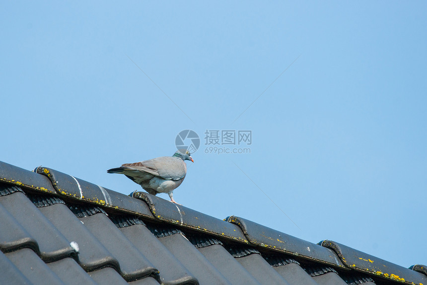 鸽子蓝天的屋顶上行走图片