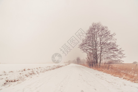 冬天路边棵孤独的树上下雪图片