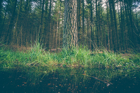 棵大树黑暗的森林里的水坑旁图片