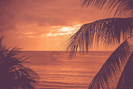 热带日落,异国情调的棕榈叶图片