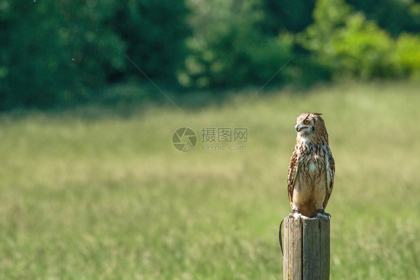角猫头鹰坐绿色田野上的木桩上图片