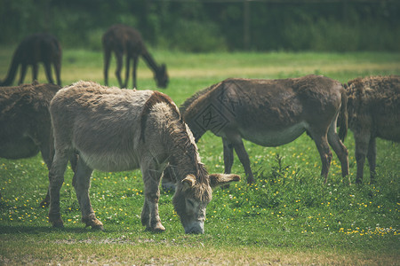 爱尔兰牧场夏天,驴子的草地上吃草背景