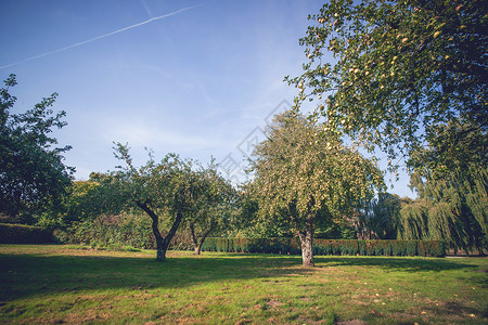 秋天院子里水果的苹果树丰富多彩的高清图片素材