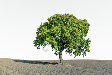 白色背景上干燥田野上孤独的绿树背景图片