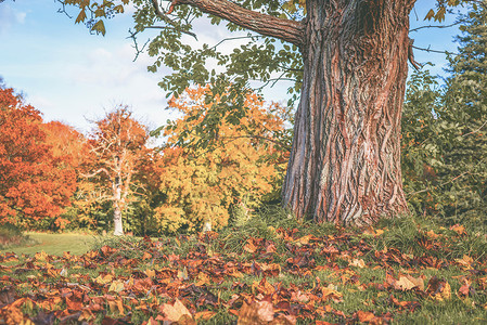 秋天的景色,下棵大树枫叶图片