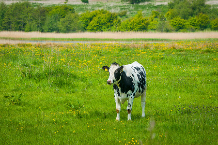 弗里西亚奶牛荷斯坦薯条牛片绿色的田野上蒲公英背景