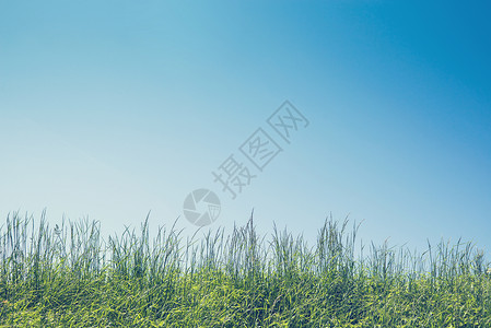 夏天的绿草蓝天图片
