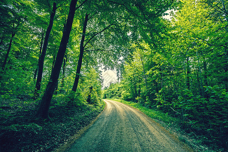 穿过乡村绿色森林的路污垢高清图片素材