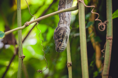 热带丛林中树上的蟒蛇背景图片