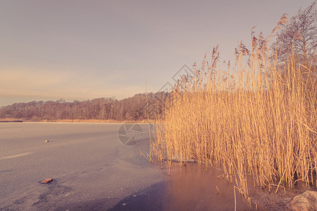 早上高高的芦苇的冰冻湖景观高清图片素材