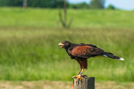 哈里斯鹰坐乡村景观中的木杆上图片