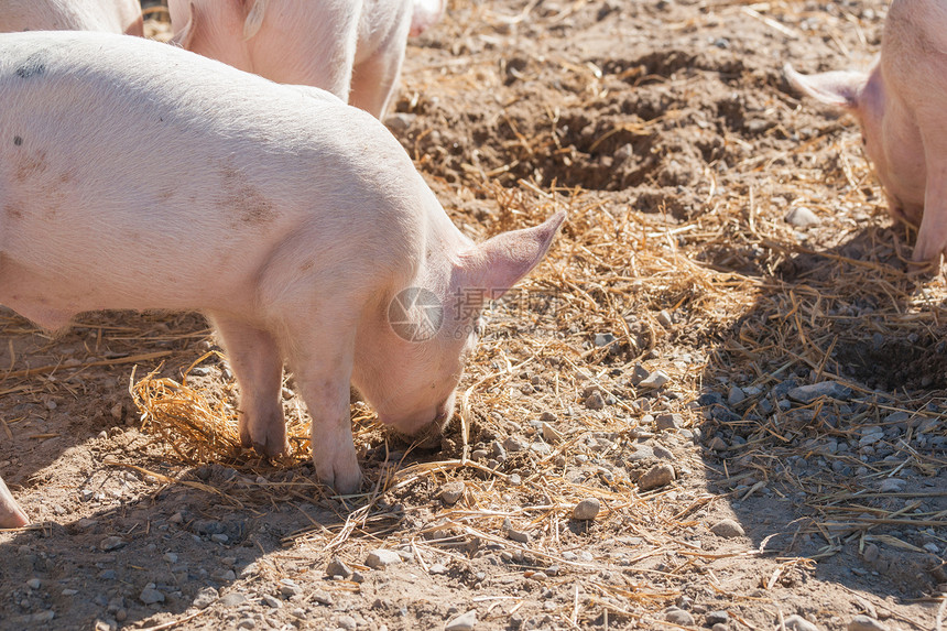 粉红色的小猪夏天谷仓里寻找食物图片