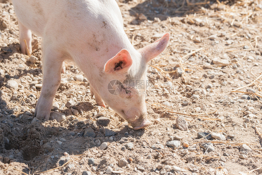 粉红色的猪夏天农场里寻找食物图片