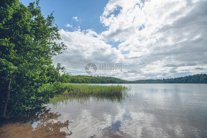 田园诗般的湖泊,夏天绿树芦苇图片