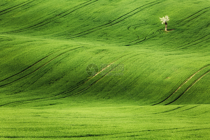 线条波浪与树木春天,南莫拉维亚,捷克共国图片