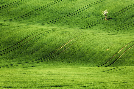 线条波浪与树木春天,南莫拉维亚,捷克共国波希米亚高清图片素材