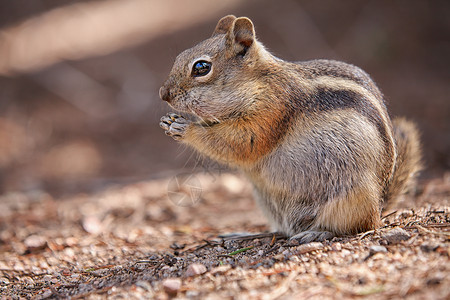 美国洛基山公园吃科罗拉多花栗鼠高清图片