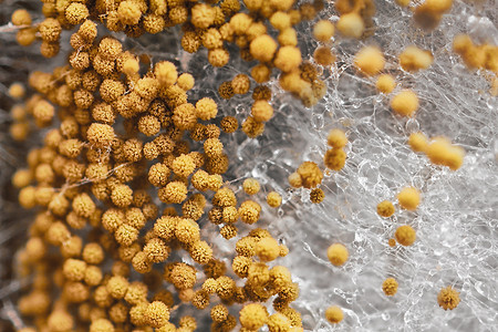琼脂琼脂中模糊霉菌的观拍摄微生物高清图片素材