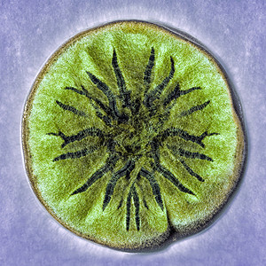 琼脂琼脂中模糊霉菌的观拍摄丝状的高清图片素材