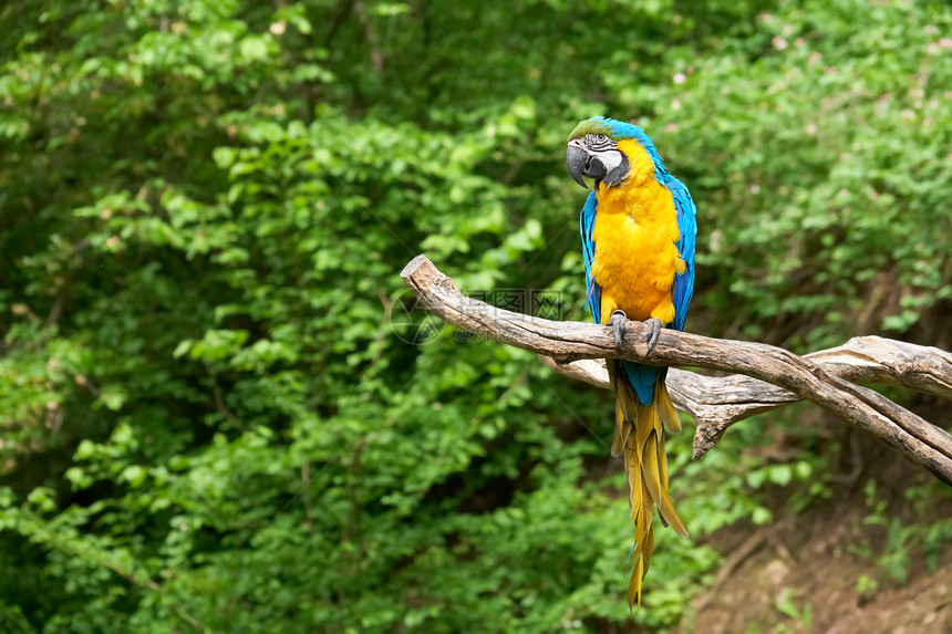 树枝上的Macaw图片