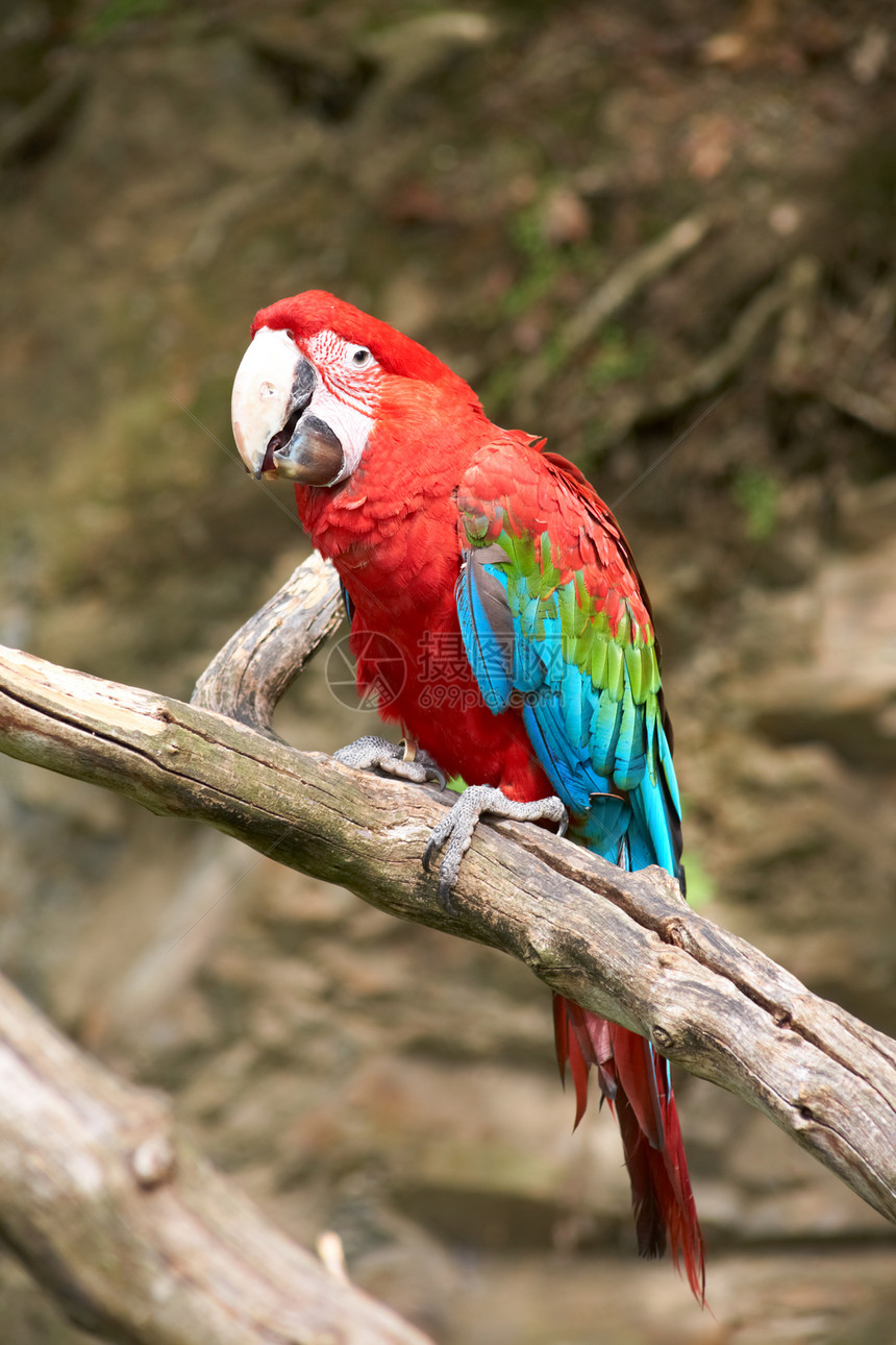 树枝上的Macaw图片
