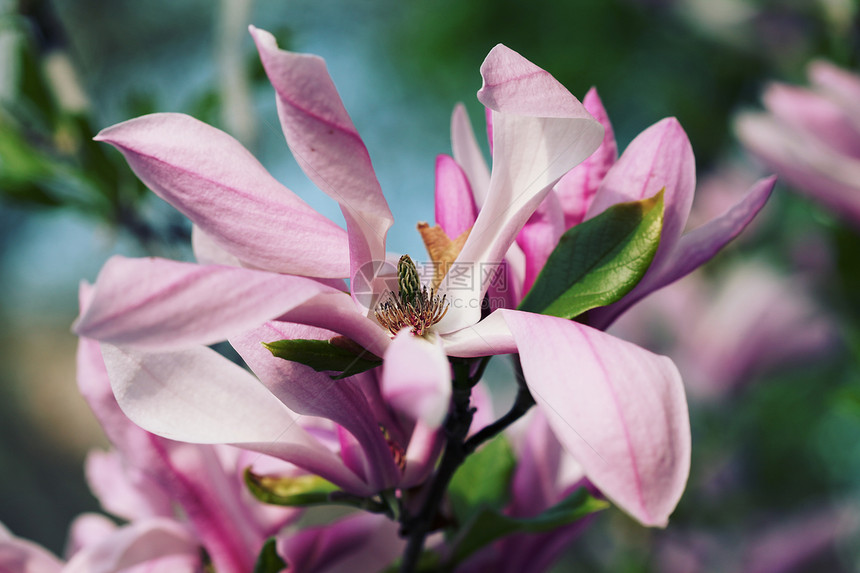 粉红色木兰与复古颜调Instagram过滤器图片