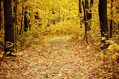 秋天的森林小径背景图片