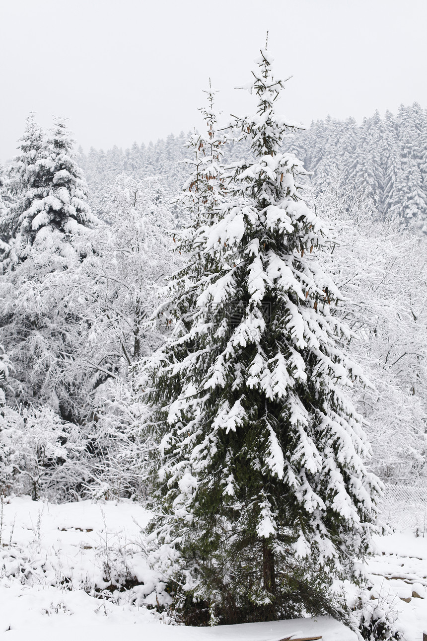 诞节背景,冬天的森林图片