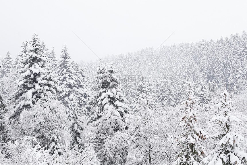 诞节背景,冬天的森林图片