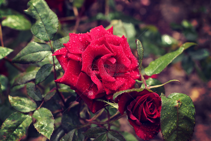 红色玫瑰花瓣上水滴照片色调风格Instagram过滤器图片
