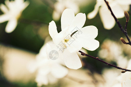 白玉兰开花自然背景图片