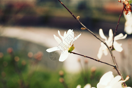 白玉兰开花自然背景图片