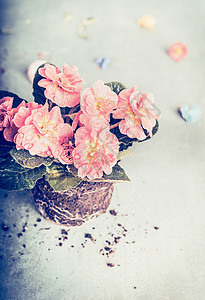 可爱的粉红色盆花种植轻的背景,背景图片