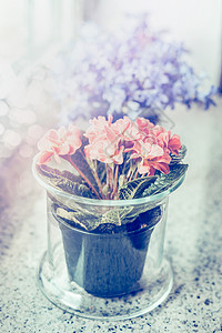 璃花盆,窗台上可爱的粉红色花图片