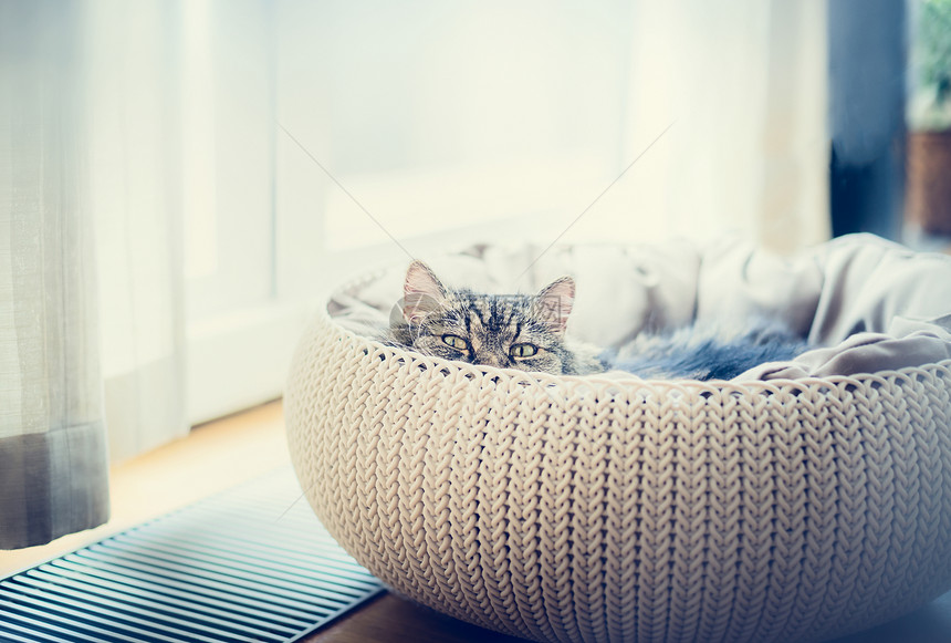 可爱趣的猫猫篮窗户背景那只猫看着相机捕食背光拍摄图片
