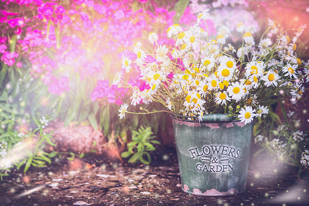 可爱的花园夏天花园里的花坛,水桶雏菊园艺背景,户外花园背景上的野生雏菊图片