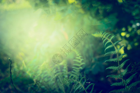 黑暗丛林雨林自然背景上的蕨类植物叶子,户外图片