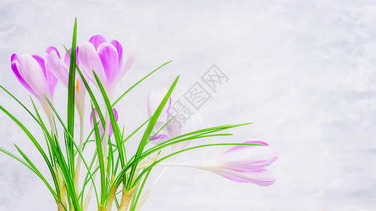紫色秋水仙新鲜番红花轻背景,侧视春天的自然背景背景