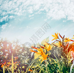 黄花花园公园的天空背景,夏季户外自然图片