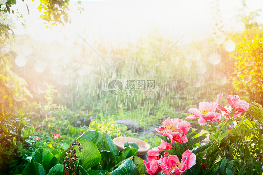 花圃里的阳光淋浴花园公园里阳光的雨,户外的自然背景粉红色的花植物图片