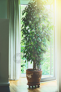 客厅里的老陶陶壶里的本杰明菲克斯树,大窗户上阳光家庭,室内装饰图片