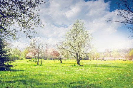 春天的公园花园,盛开的果树,绿色的草坪天空自然背景新鲜的高清图片素材