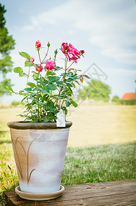 玫瑰灌木花盆木制露台上的天空自然背景图片